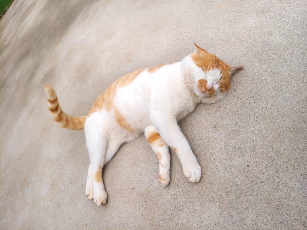 老猫
